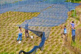 Ginger Planting Base in Anqing