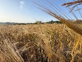 Wheat Field Illustration - France