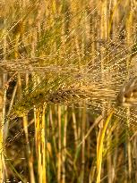 Wheat Field Illustration - France