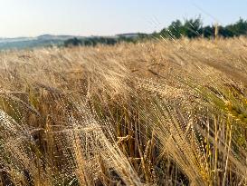 Wheat Field Illustration - France