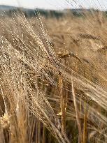 Wheat Field Illustration - France