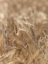 Wheat Field Illustration - France