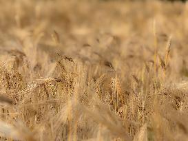 Wheat Field Illustration - France