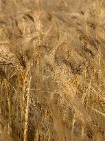 Wheat Field Illustration - France