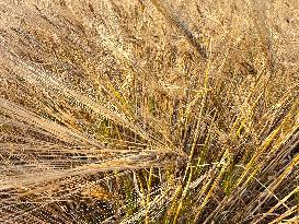 Wheat Field Illustration - France