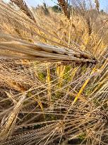 Wheat Field Illustration - France