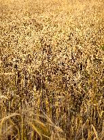 Wheat Field Illustration - France