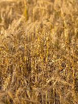 Wheat Field Illustration - France