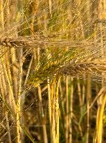 Wheat Field Illustration - France