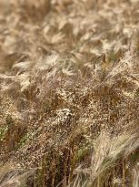 Wheat Field Illustration - France