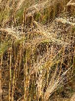 Wheat Field Illustration - France