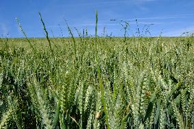 Wheat Field Illustration - France