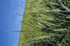 Wheat Field Illustration - France