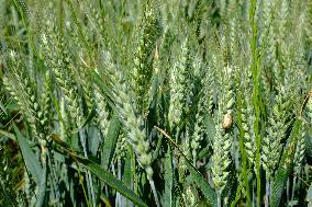 Wheat Field Illustration - France
