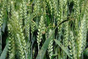 Wheat Field Illustration - France