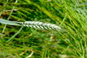 Wheat Field Illustration - France