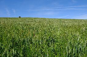 Wheat Field Illustration - France