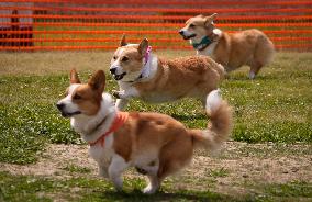 Corgi Race - Vancouver