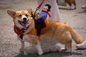 Corgi Race - Vancouver