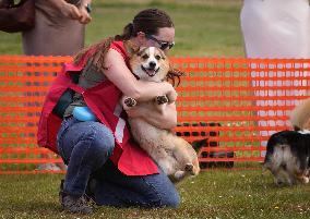Corgi Race - Vancouver