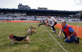 Corgi Race - Vancouver