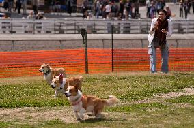Corgi Race - Vancouver