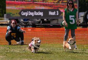 Corgi Race - Vancouver