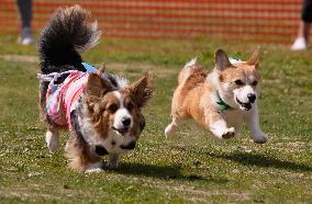 Corgi Race - Vancouver