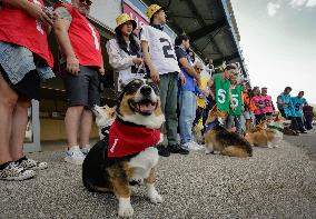 Corgi Race - Vancouver