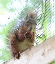 Urban Wildlife Rehabilitation