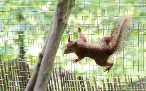 Urban Wildlife Rehabilitation