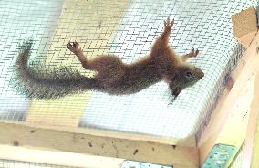 Urban Wildlife Rehabilitation
