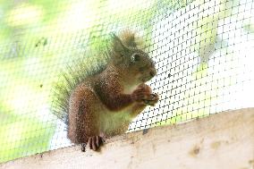 Urban Wildlife Rehabilitation