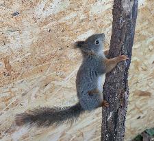 Urban Wildlife Rehabilitation