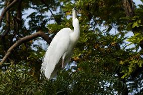 Monsoon Arrival Egrets in Ajmer's Trees - Rajasthan