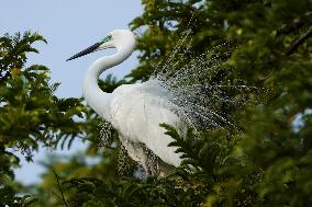 Monsoon Arrival Egrets in Ajmer's Trees - Rajasthan