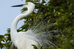 Monsoon Arrival Egrets in Ajmer's Trees - Rajasthan