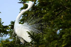Monsoon Arrival Egrets in Ajmer's Trees - Rajasthan