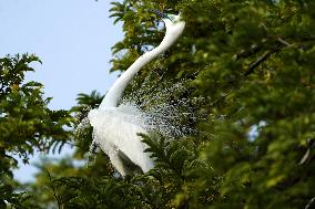 Monsoon Arrival Egrets in Ajmer's Trees - Rajasthan