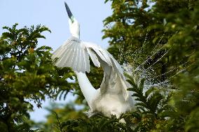 Monsoon Arrival Egrets in Ajmer's Trees - Rajasthan