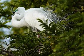 Monsoon Arrival Egrets in Ajmer's Trees - Rajasthan