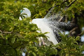Monsoon Arrival Egrets in Ajmer's Trees - Rajasthan