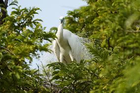 Monsoon Arrival Egrets in Ajmer's Trees - Rajasthan