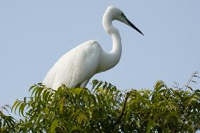Monsoon Arrival Egrets in Ajmer's Trees - Rajasthan