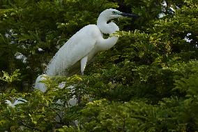 Monsoon Arrival Egrets in Ajmer's Trees - Rajasthan