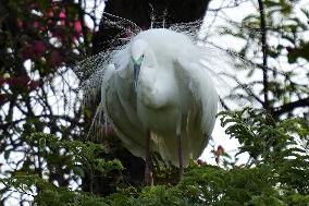 Monsoon Arrival Egrets in Ajmer's Trees - Rajasthan