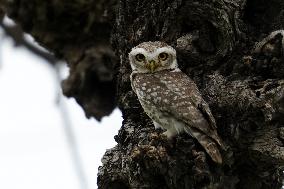 Spotted Owl in Ajmer's Outskirts - India