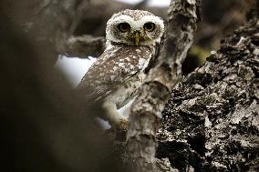 Spotted Owl in Ajmer's Outskirts - India