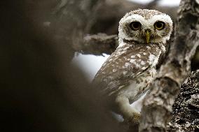Spotted Owl in Ajmer's Outskirts - India