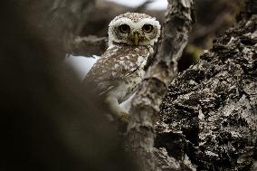 Spotted Owl in Ajmer's Outskirts - India